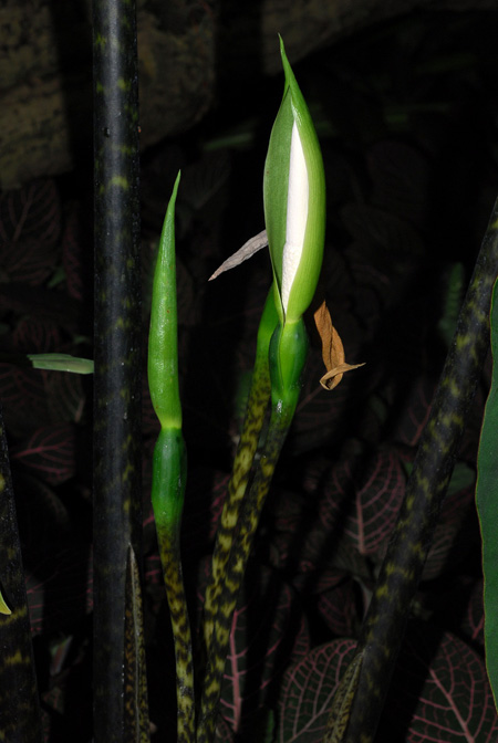Alocasia zebrina