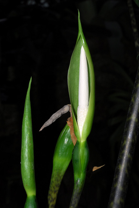 Alocasia zebrina