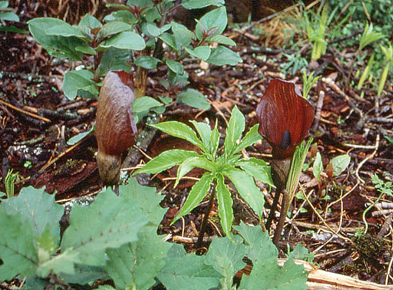 Amorphophallus abyssinicus