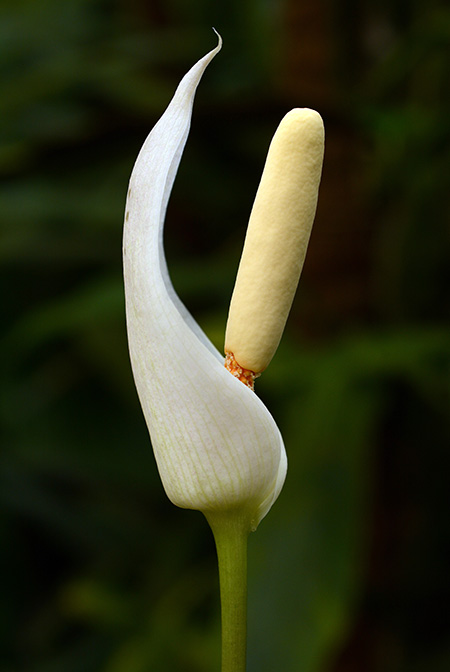 Amorphophallus albispathus
