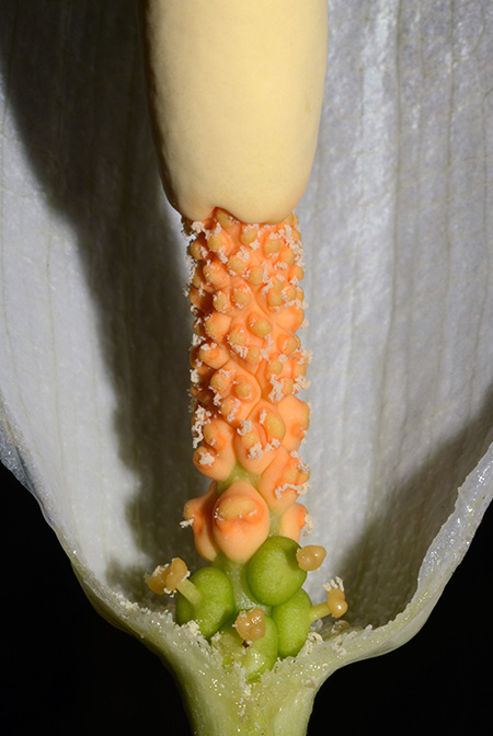 Amorphophallus albispathus