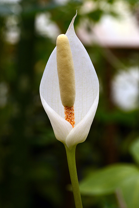 Amorphophallus albispathus