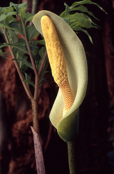 Amorphophallus albus