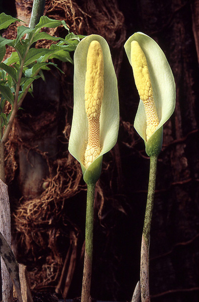 Amorphophallus albus