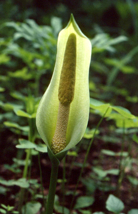 Amorphophallus albus