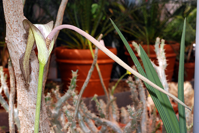 Amorphophallus andranogidroensis