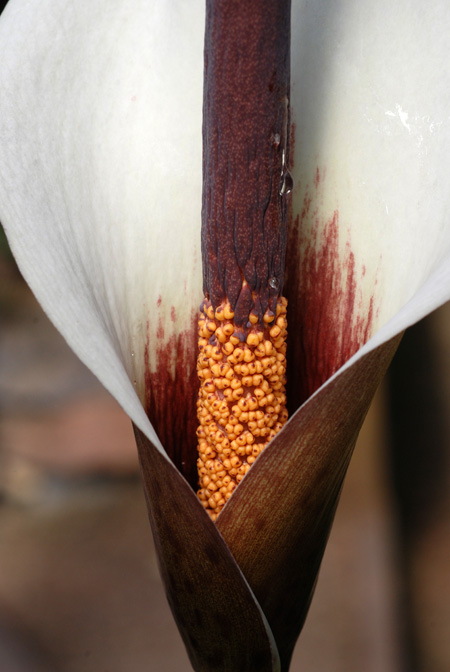 Amorphophallus ankarana