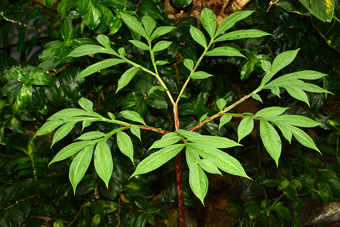 Amorphophallus ankarana