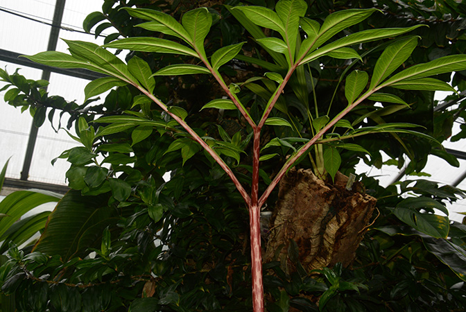Amorphophallus ankarana
