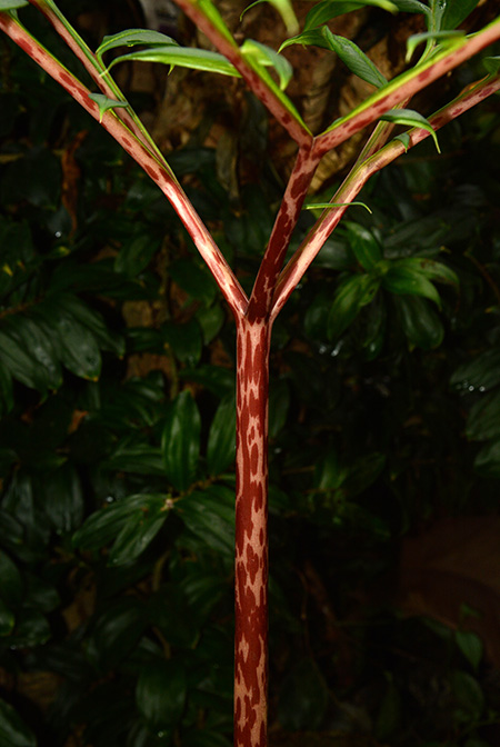 Amorphophallus ankarana