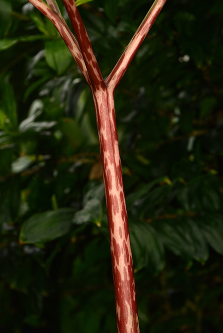 Amorphophallus ankarana