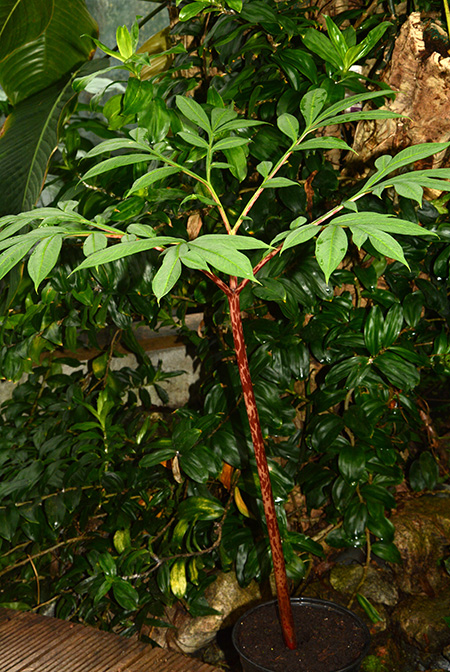 Amorphophallus ankarana