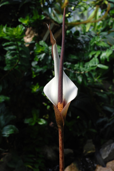 Amorphophallus ankarana