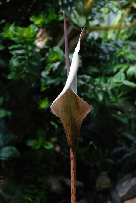 Amorphophallus ankarana