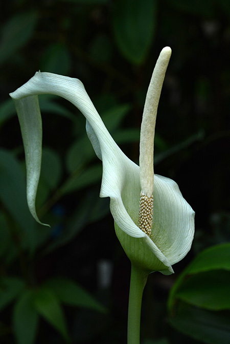 Amorphophallus antsingyensis