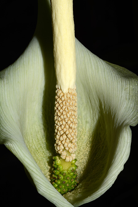 Amorphophallus antsingyensis