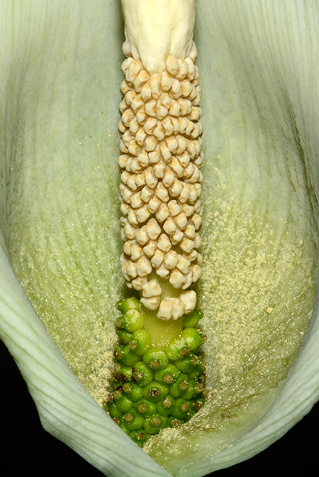 Amorphophallus antsingyensis