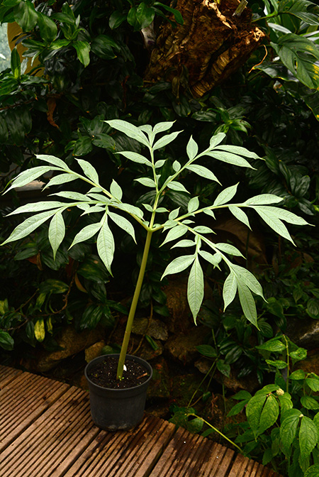 Amorphophallus antsingyensis
