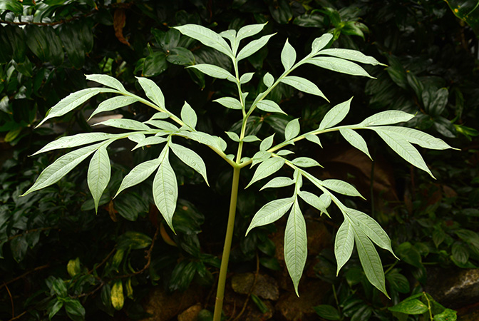 Amorphophallus antsingyensis