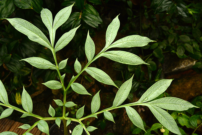 Amorphophallus antsingyensis