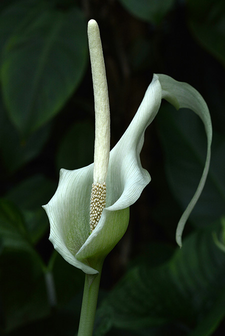 Amorphophallus antsingyensis