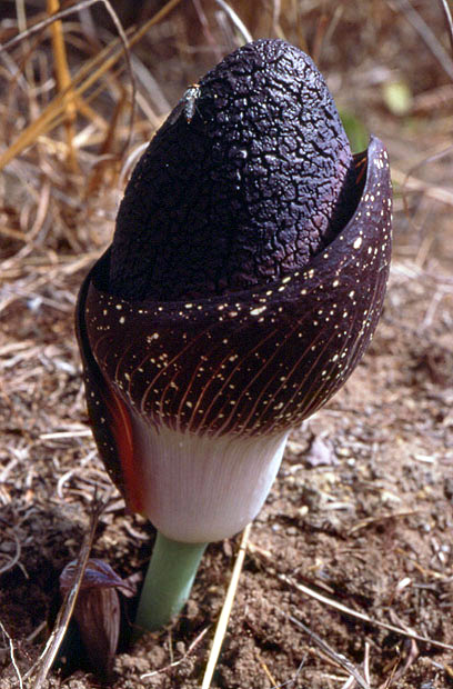 Amorphophallus aphyllus