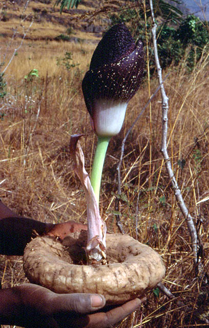 Amorphophallus aphyllus