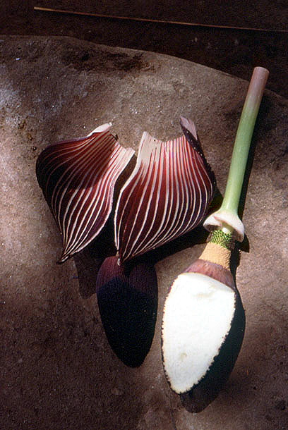 Amorphophallus aphyllus