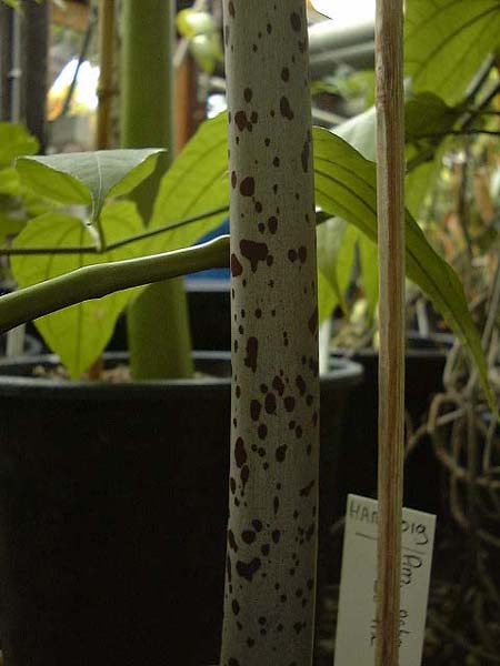 Amorphophallus asterostigmatus