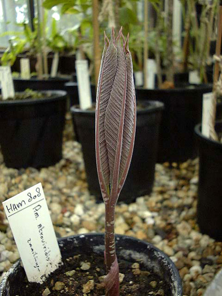 Amorphophallus atroviridis
