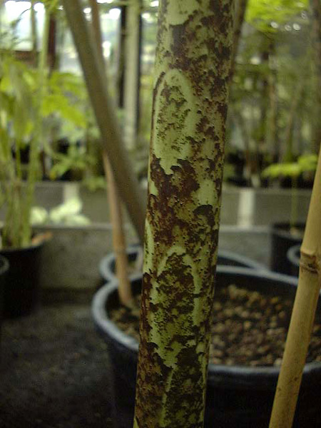 Amorphophallus borneensis