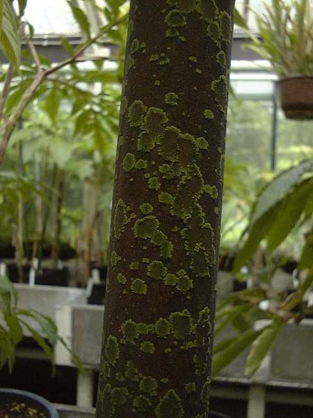 Amorphophallus borneensis
