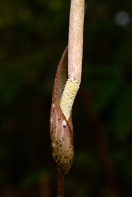 Amorphophallus boyceanus