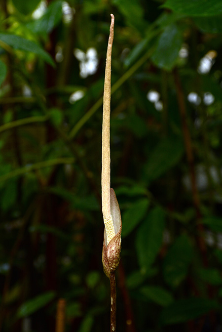Amorphophallus boyceanus
