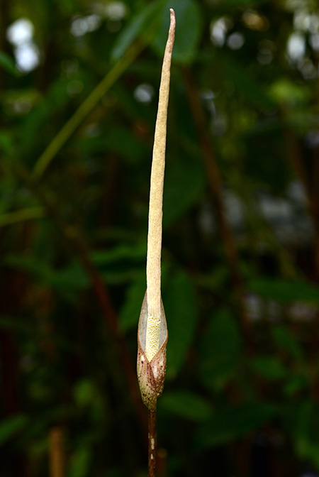 Amorphophallus boyceanus