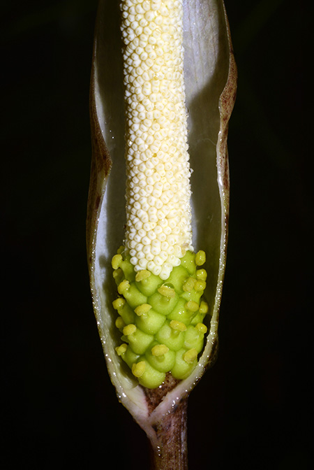 Amorphophallus boyceanus