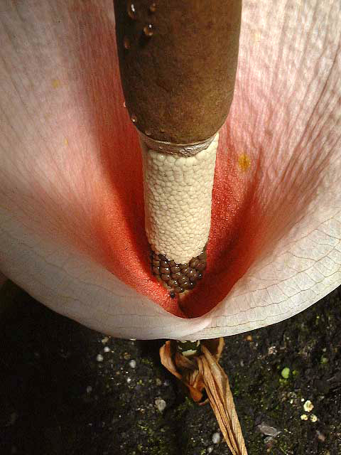 Amorphophallus bulbifer