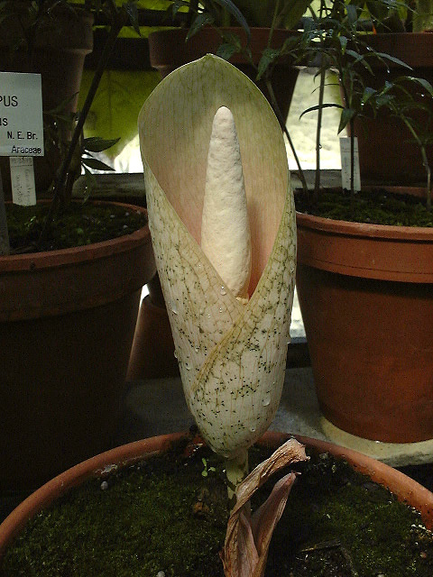 Amorphophallus bulbifer