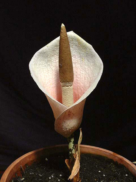 Amorphophallus bulbifer
