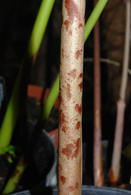 Amorphophallus carneus