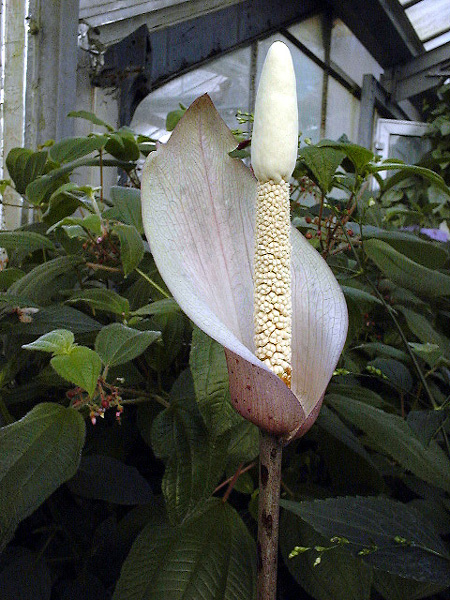Amorphophallus carneus