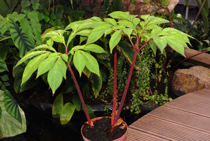 Amorphophallus cicatricifer