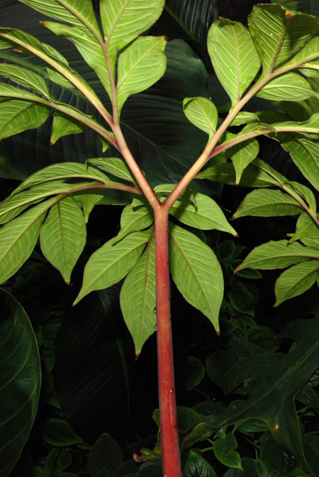 Amorphophallus cicatricifer