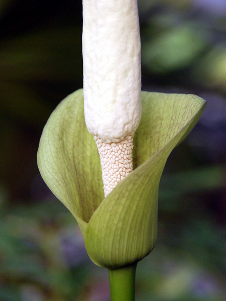 Amorphophallus coaetaneus