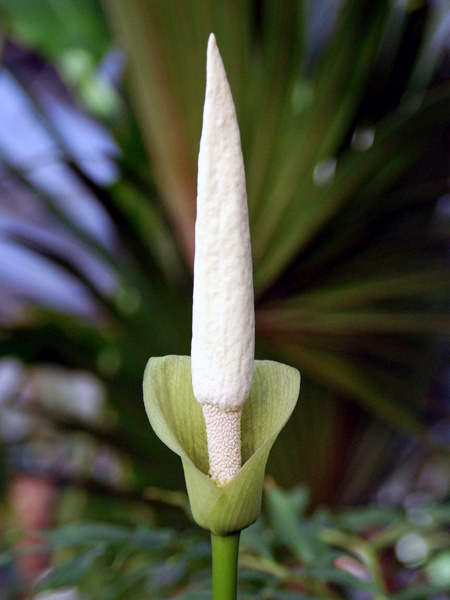 Amorphophallus coaetaneus