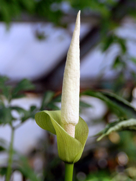 Amorphophallus coaetaneus
