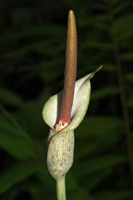 Amorphophallus consimilis