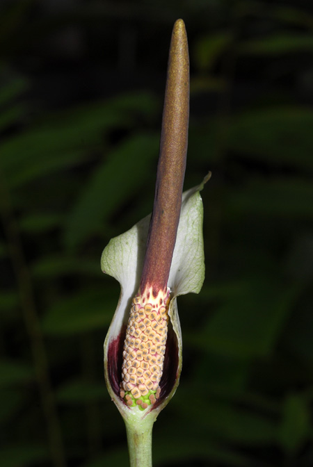 Amorphophallus consimilis