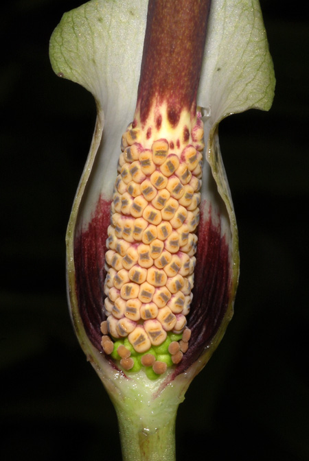 Amorphophallus consimilis