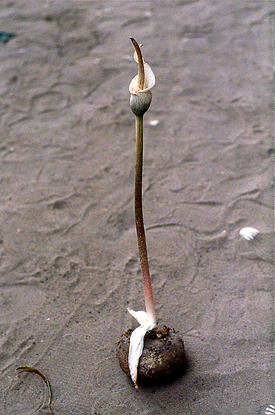 Amorphophallus consimilis